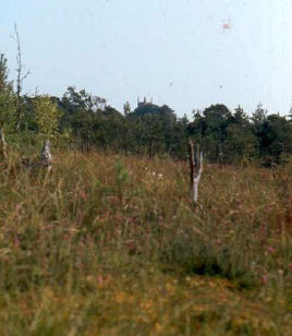 Wybunbury Moss